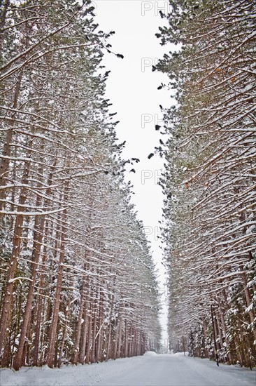 View of road in snowy forest