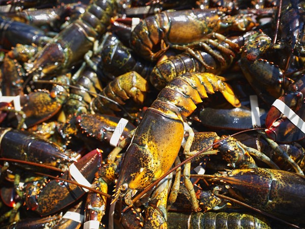 Close up of fresh lobsters
