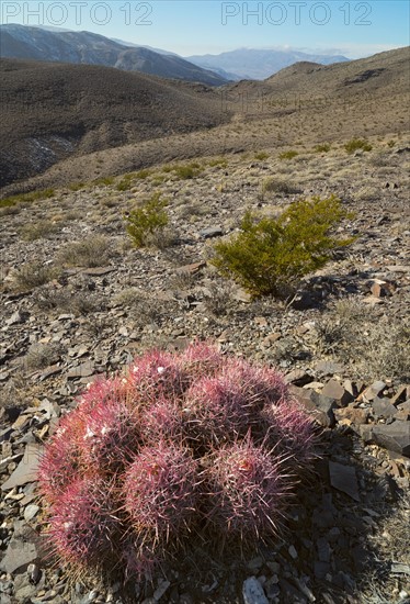 Close up of cactus in desert
