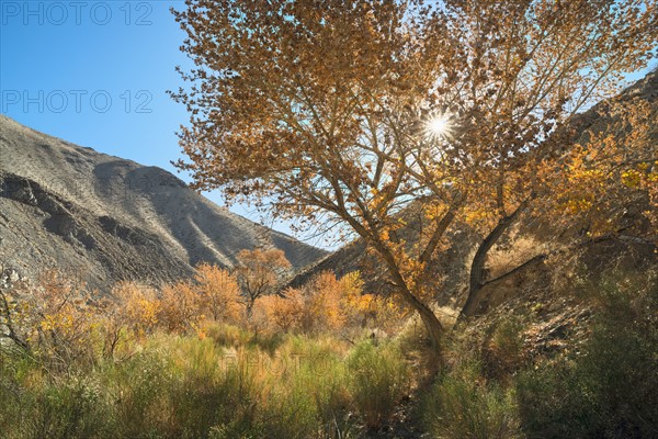 View of Cottonwood Canyon