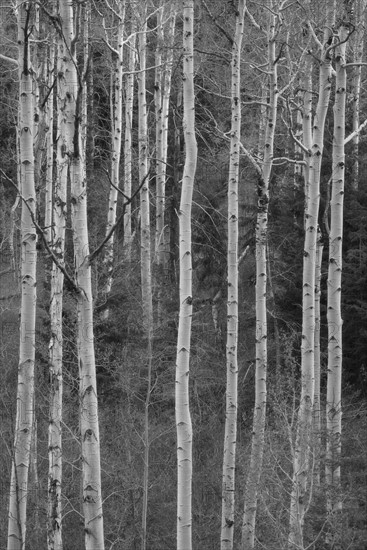 View of birch tree forest