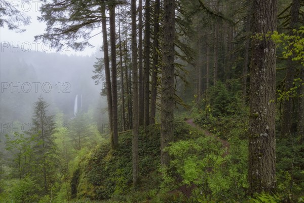 View of forest and North Falls in background