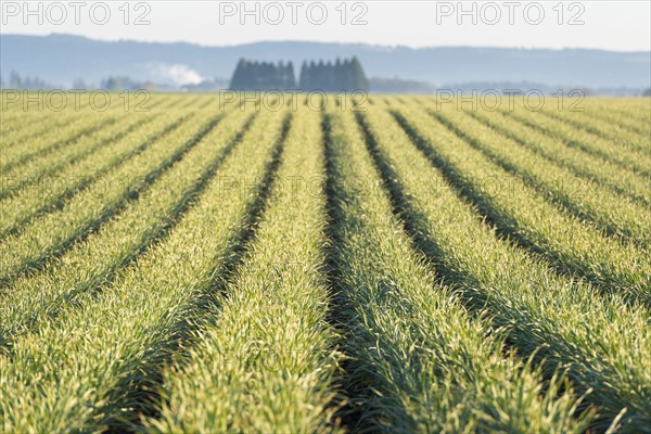 View of rows of plants in field