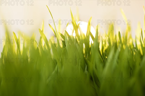 Grass at sunrise.