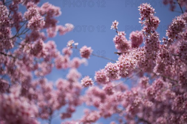 Cherry tree in blossom