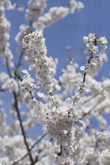 Cherry tree in blossom