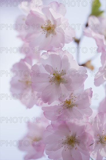 Close-up of cherry blossom