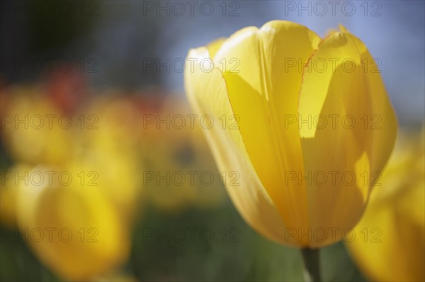 Yellow tulip in garden