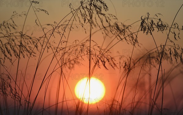 Silhouette of marram grass