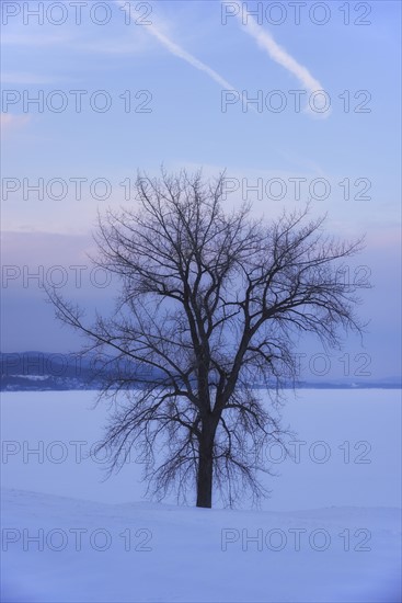 Crown Point, Bare tree in field