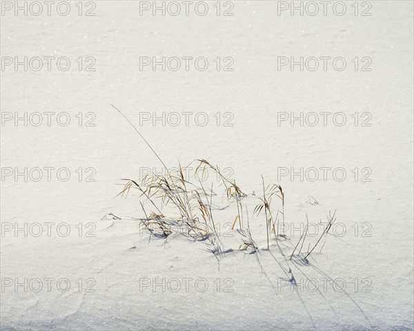 Grass in winter snow