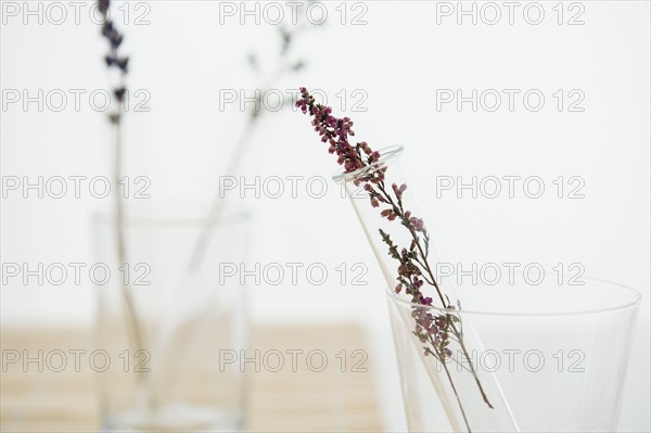 Lavender in vase