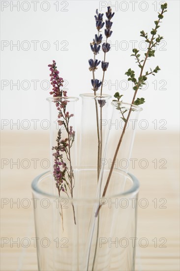 Lavender in vase