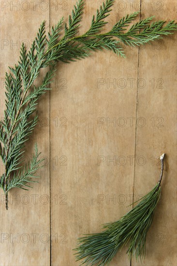 Coniferous twigs on wood