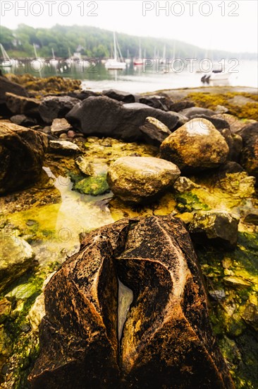 View of rocks and weed near harbor