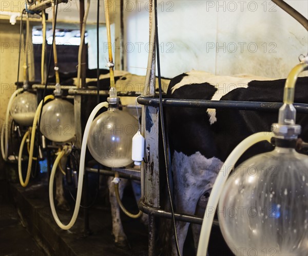 View of cows being milked