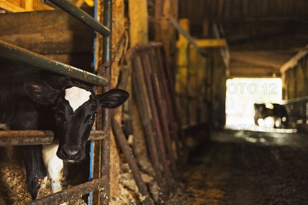 Calf in barn