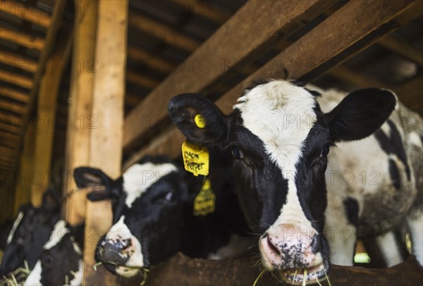 Cows in barn