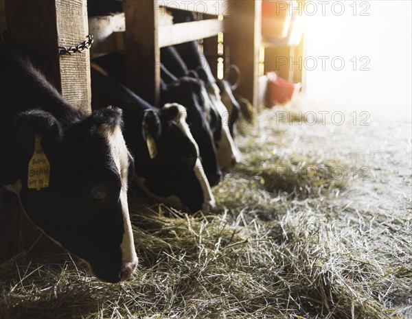 Cows eating hay