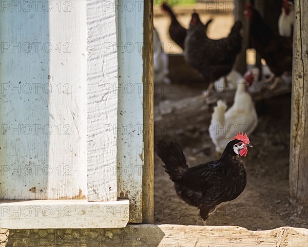 Hens in barn