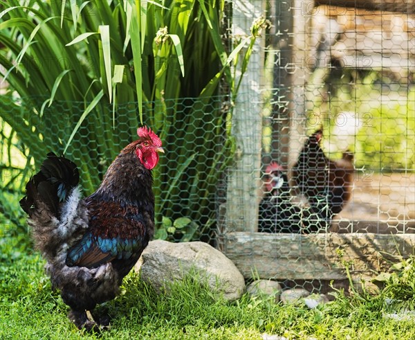 Hens on farm