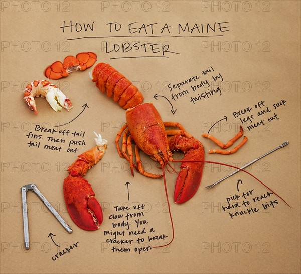 How to eat lobster instructions