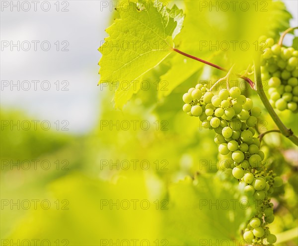 White grapes growing in vineyard