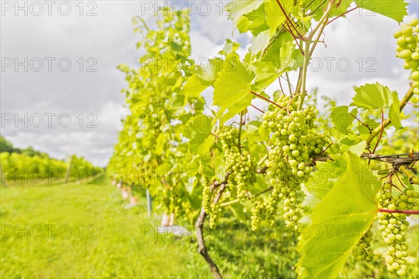 White grapes growing in vineyard