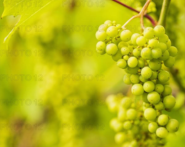 White grapes growing in vineyard