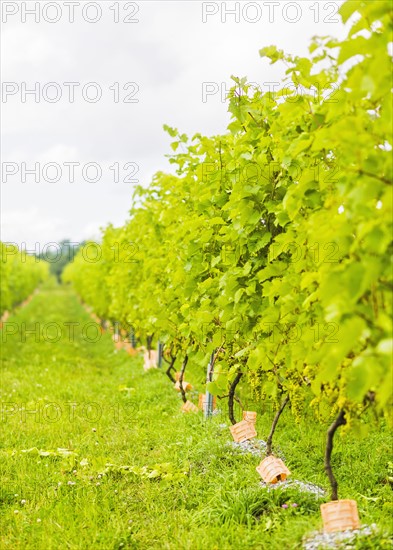 Lush foliage of vineyard