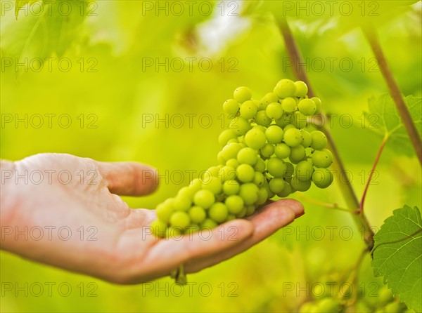 White grapes growing in vineyard