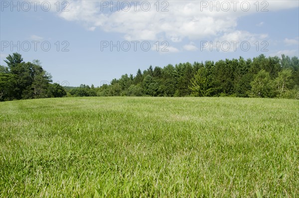 Green meadow