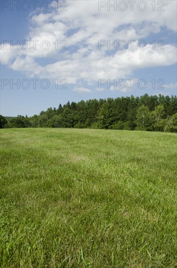 Green meadow