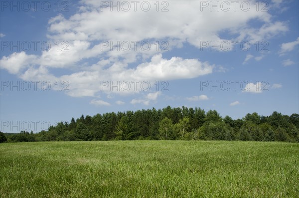 Green meadow