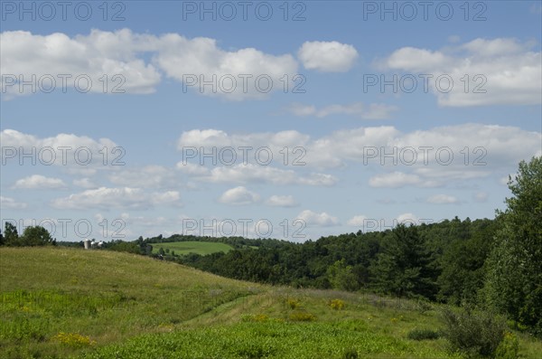 Green meadow