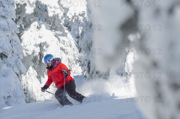 Mature woman skiing between trees covered with snow