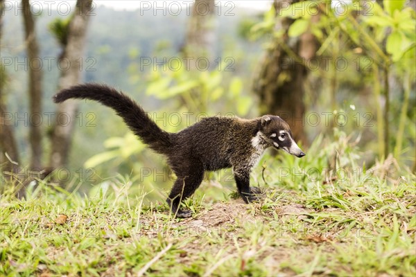 Coati in grass