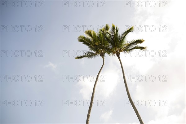 Low angle view of palm trees