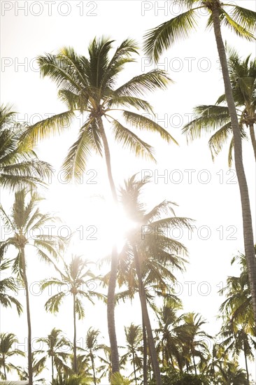 Palms against sky and sunlight