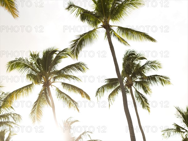 Palms against sky and sunlight