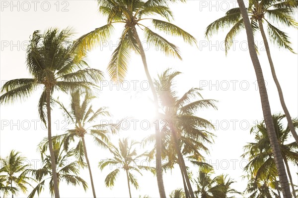 Palms against sky and sunlight