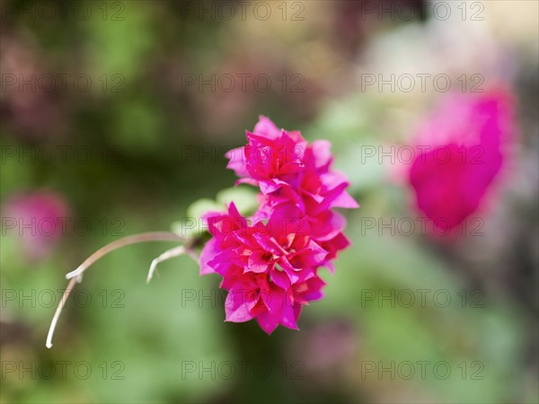 View of pink tropical wildflower