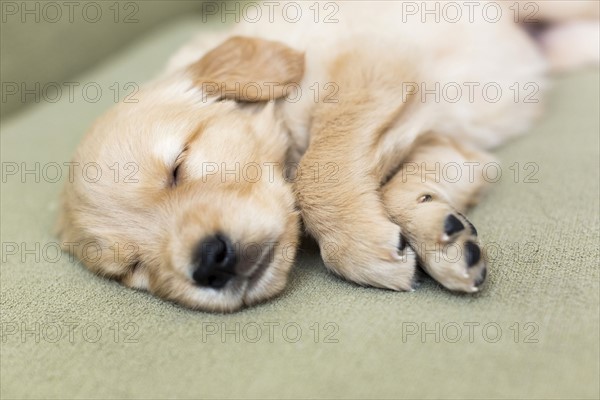 Puppy sleeping on sofa