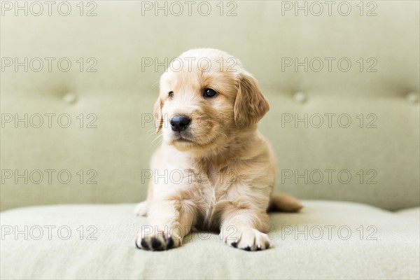 Close-up of puppy lying on sofa