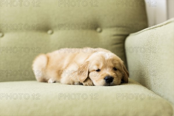 Portrait of puppy lying down on sofa