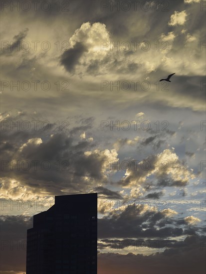 Bird in dramatic sky over Downtown District at dusk