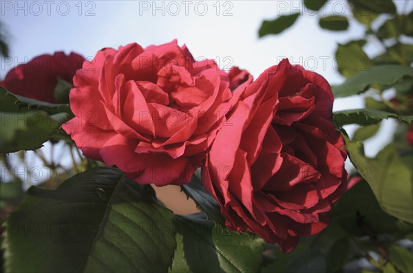 Close-up of red rose flowers