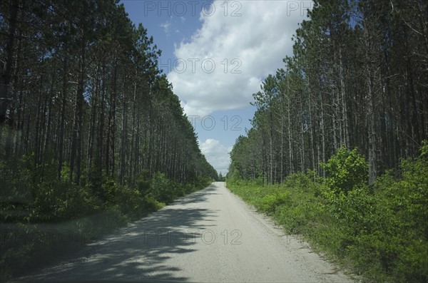 View of empty dirty road amidst forest