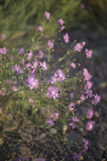 Close-up of uncultivated purple flowers