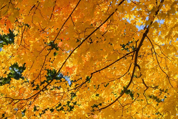 Autumn leaves. Central Park, New York, New York State, USA.